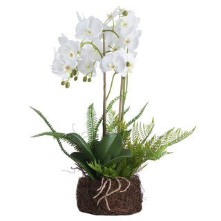 White Orchid and Fern Garden In Rootball