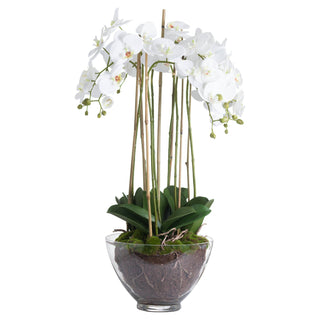 White Orchid In Glass Pot, Large
