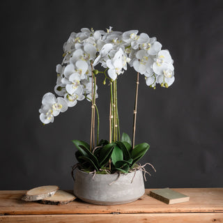 White Orchid In Stone Pot, Large