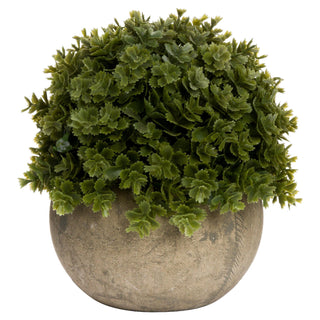 Hebe Veronica In Pot