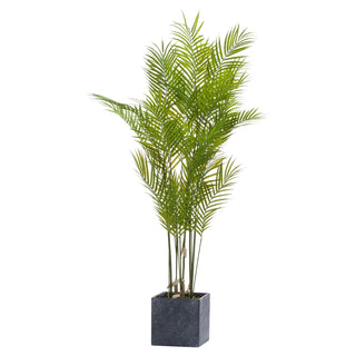 Paradise Potted Palm, Large